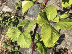 Rubus bifrons