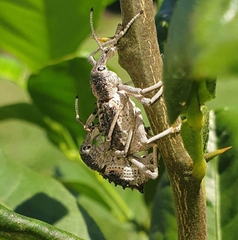 Leptopius clavus