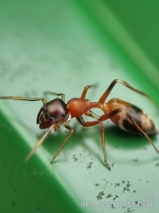 Myrmarachne melanocephala