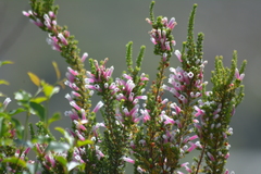 Erica perspicua