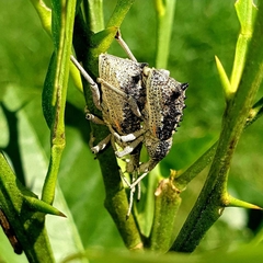 Leptopius clavus