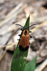 Haplolycus agrestis
