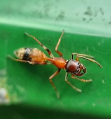 Myrmarachne melanocephala