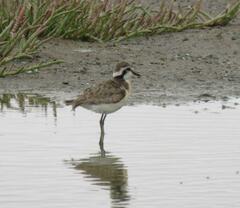Charadrius pecuarius