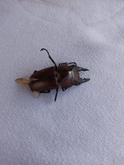 Prosopocoilus