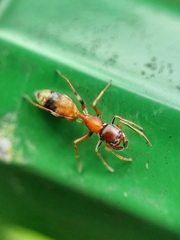 Myrmarachne melanocephala