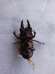 Prosopocoilus
