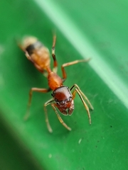 Myrmarachne melanocephala