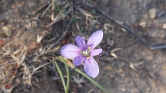 Moraea polyanthos