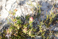 Lampranthus bicolor