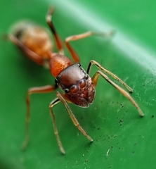 Myrmarachne melanocephala