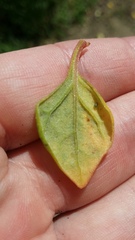 Myzus persicae