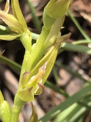 Prasophyllum maccannii