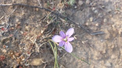 Moraea polyanthos