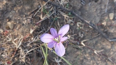 Moraea polyanthos