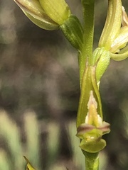 Prasophyllum maccannii