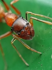 Myrmarachne melanocephala