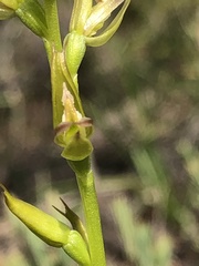 Prasophyllum maccannii