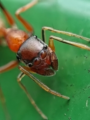 Myrmarachne melanocephala