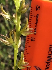 Prasophyllum maccannii