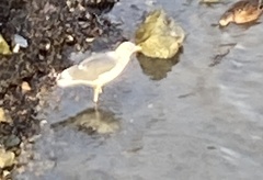 Larus fuscus