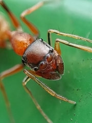 Myrmarachne melanocephala