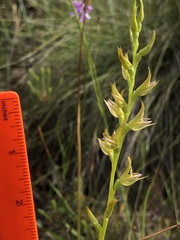 Prasophyllum maccannii