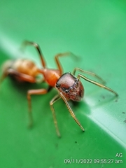 Myrmarachne melanocephala
