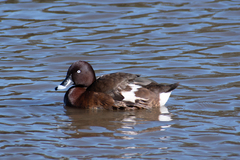 Aythya australis