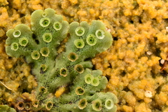 Marchantia polymorpha