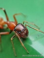 Myrmarachne melanocephala