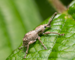 Ecrizothis inaequalis