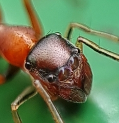 Myrmarachne melanocephala