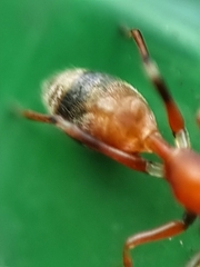 Myrmarachne melanocephala