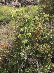 Humulus lupulus neomexicanus