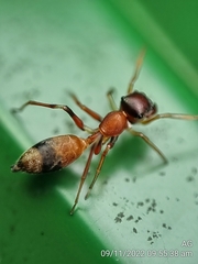 Myrmarachne melanocephala