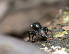 Maratus