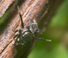 Maratus