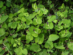Aristolochia rotunda