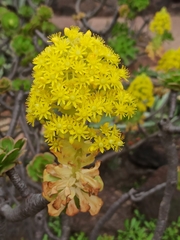 Aeonium arboreum subsp. arboreum image