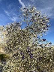 Psorothamnus spinosus