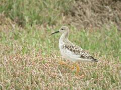 Calidris pugnax