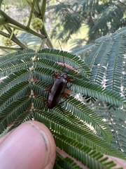 Tanychilus