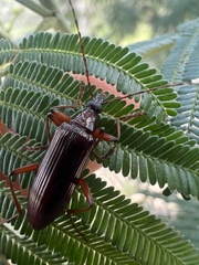 Tanychilus