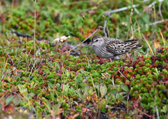 Calidris subminuta