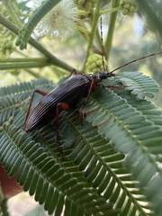 Tanychilus