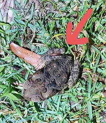 Chtonobdella limbata