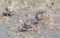 Mictyris longicarpus