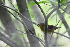 Helopsaltes ochotensis