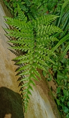 Pityrogramma calomelanos